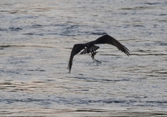 Pandion haliaetus