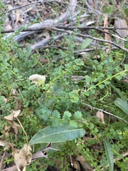 Platysace clelandii