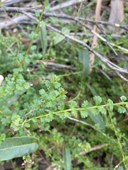 Platysace clelandii