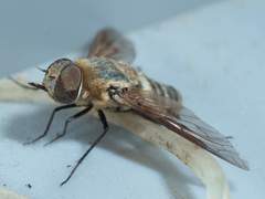 Exoprosopa agassizii