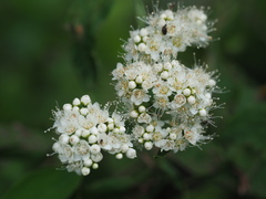Spiraea virginiana