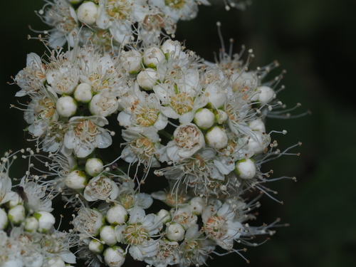 Spiraea virginiana, photograph 3