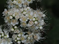 Spiraea virginiana