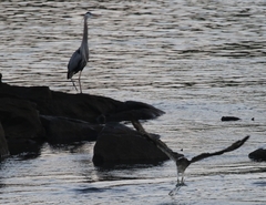 Pandion haliaetus