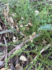 Platysace clelandii