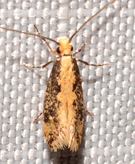 Tinea mandarinella
