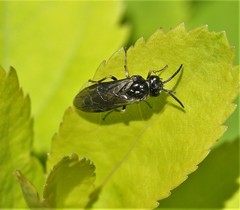 Empria