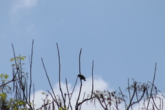 Eupsittula nana