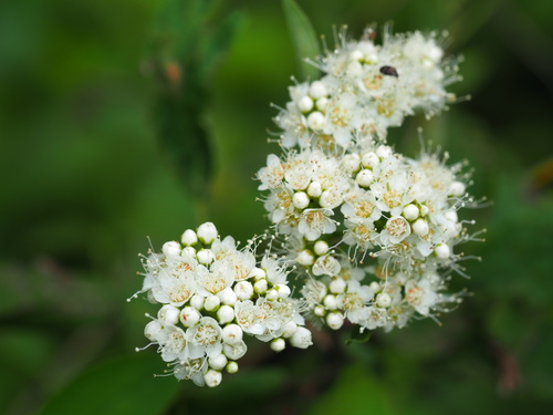 Spiraea virginiana, photograph 6