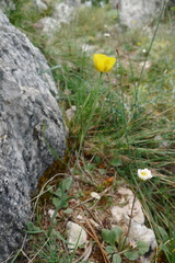 Ranunculus gramineus