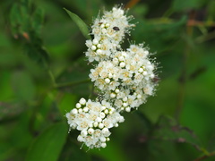 Spiraea virginiana