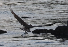 Pandion haliaetus