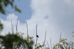 Eupsittula nana