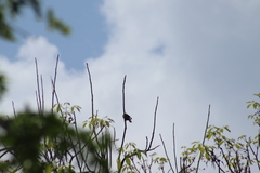 Eupsittula nana