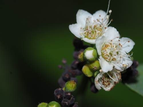 Spiraea virginiana, photograph 5