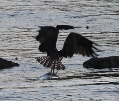 Pandion haliaetus