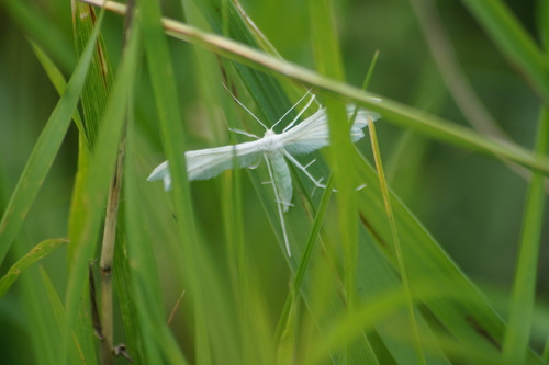 White Plume Moth, 6577 Erlecom, Nederland, photo 10 of 10