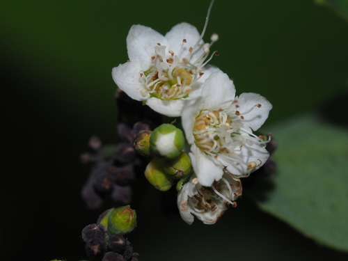 Spiraea virginiana, photograph 4