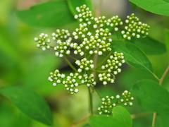 Spiraea virginiana