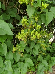 Syringa vulgaris