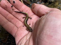 Plethodon dunni