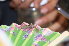 Susuacanga stigmatica