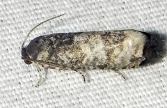 Ecdytolopha