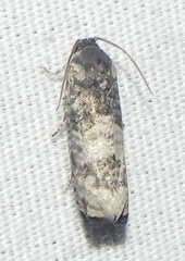 Ecdytolopha