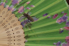 Susuacanga stigmatica