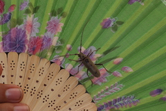 Susuacanga stigmatica