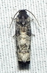 Ecdytolopha