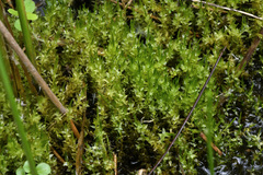 Calliergon