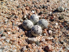 Charadrius hiaticula