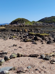 Charadrius hiaticula