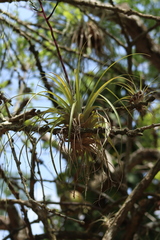 Tillandsia limbata
