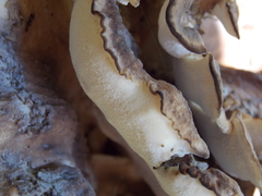 Meripilus sumstinei image