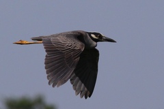 Nyctanassa violacea violacea