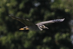 Nyctanassa violacea violacea