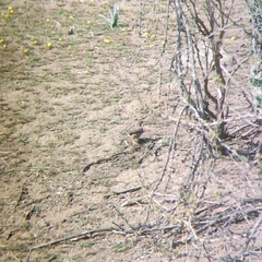 Upucerthia saturatior