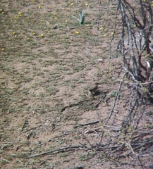 Upucerthia saturatior