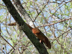 Notocitellus annulatus