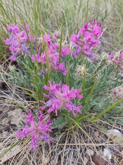 Oxytropis besseyi