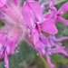 Bessey's Locoweed - Photo (c) J Floer, some rights reserved (CC BY-NC), uploaded by J Floer