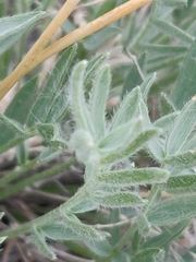 Oxytropis besseyi