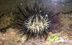 Temnopleurus toreumaticus