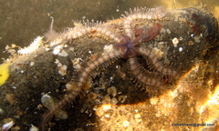 Macrophiothrix