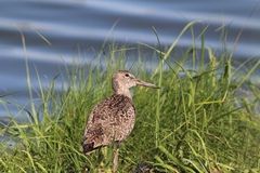 Tringa semipalmata semipalmata