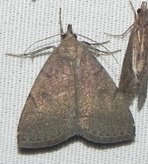 Zanclognatha protumnusalis