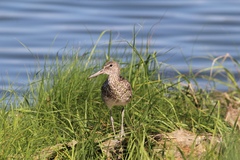 Tringa semipalmata semipalmata