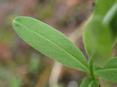Lonicera villosa
